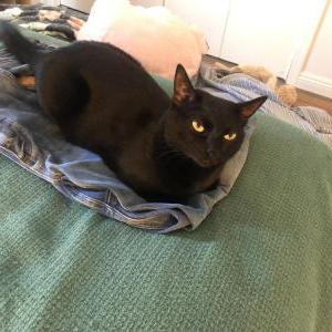 Lost Cat Ruby