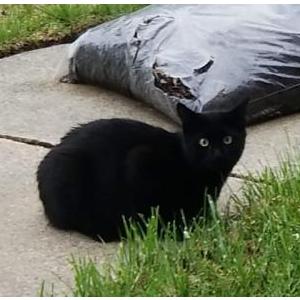 Lost Cat Blacky