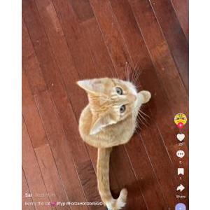 Lost Cat Benjamin