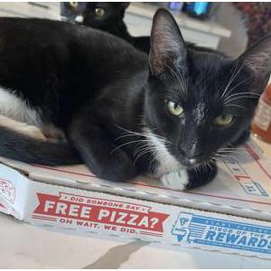 Image of Jackson, Lost Cat