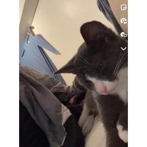 Image of Venus, Lost Cat