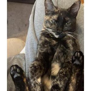 Lost Cat Ivy