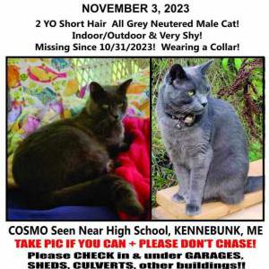 Lost Cat Cosmo