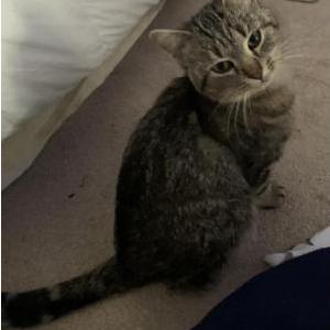 Found Cat Unknown