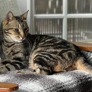 Image of Cab, Lost Cat
