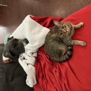 Lost Cat Bobby ( No collar)