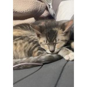 Lost Cat Dolly