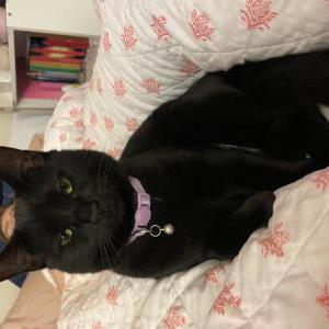 Lost Cat Prissy