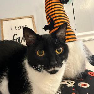 Lost Cat Pierre