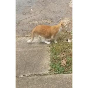 Lost Cat Cheeto