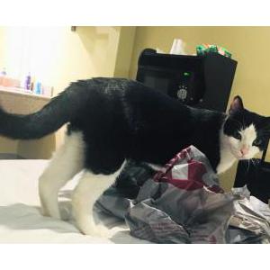 Lost Cat Lt