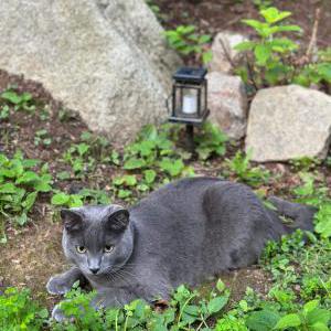 Lost Cat Arnie
