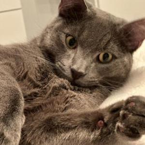 2nd Image of Arnie, Lost Cat