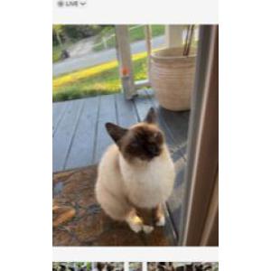 Lost Cat Coco