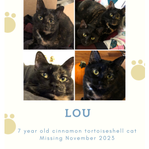 Image of Lou, Lost Cat