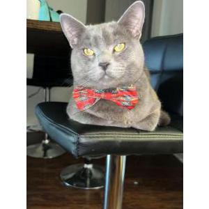 Image of Messiah, Lost Cat