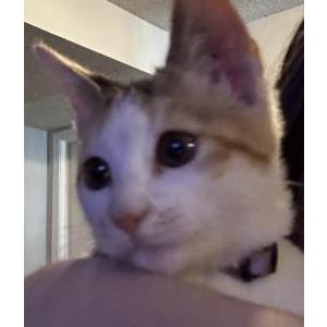 Found Cat unknown