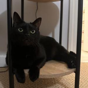 Lost Cat Panther