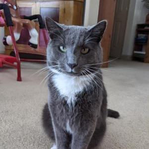 Lost Cat Ollie