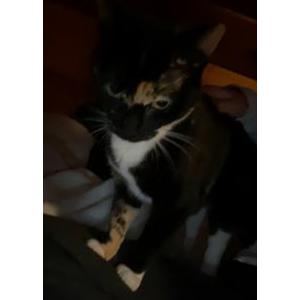 Lost Cat Kiki