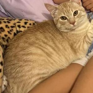 Lost Cat Koloa