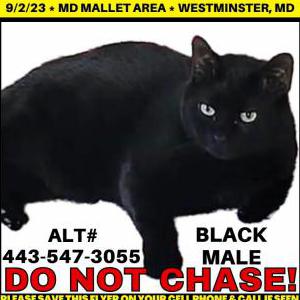 Lost Cat Onyx