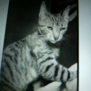 Image of Unknown, Found Cat