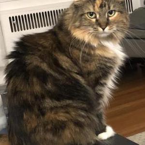 Lost Cat Malena