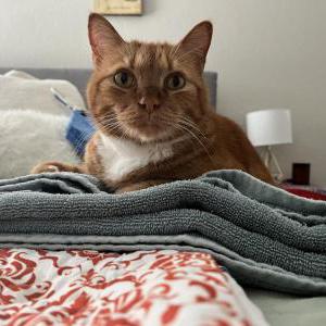 Lost Cat Armstrong