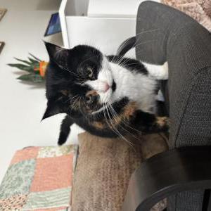 Lost Cat Athena