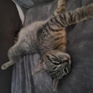 Lost Cat Ozzy