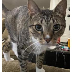 Lost Cat Little