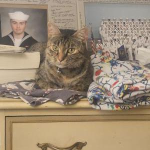 Lost Cat Nala