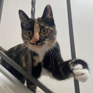 Image of Boo, Lost Cat