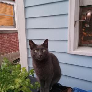 Lost Cat Baloo