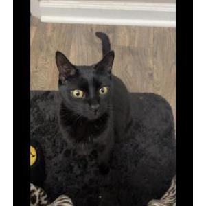 Image of Shadow, Lost Cat