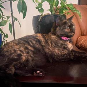 Lost Cat shaylee