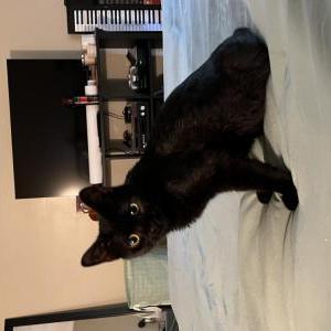 Image of Bex, Lost Cat