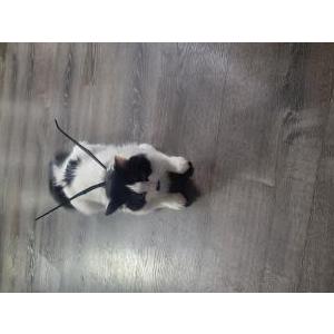 Image of Emma, Lost Cat