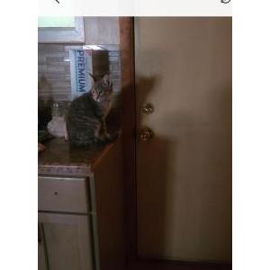 Lost Cat Tiger