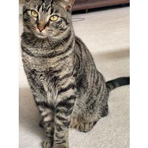 Lost Cat Macho