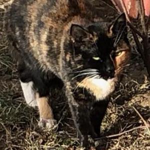 Found Cat Unknown