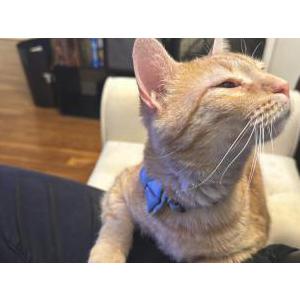 Lost Cat Sunrise