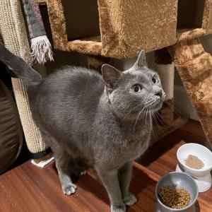 Image of Unknown, Found Cat