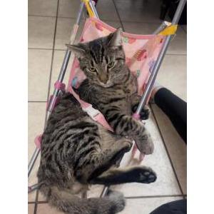 Image of Draco, Lost Cat