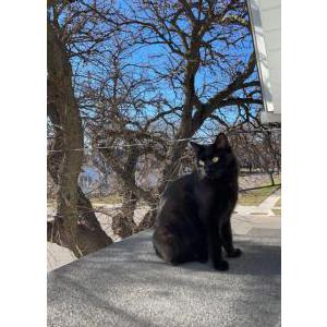 Lost Cat Diablo