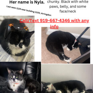 Lost Cat Nyla