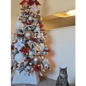 Lost Cat Chai