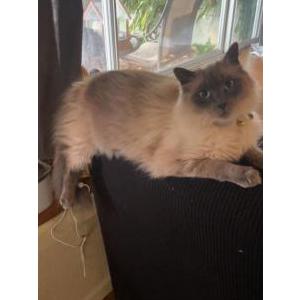 Image of Bandit, Lost Cat
