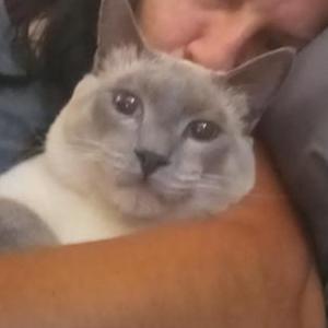 Image of Boo Boo, Lost Cat